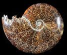 Polished, Agatized Ammonite (Cleoniceras) - Madagascar #54410-1